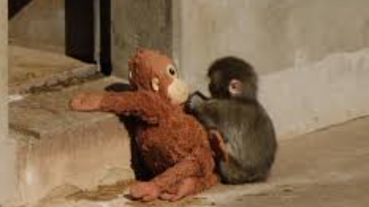 Мавпа, яка торкнулась серця