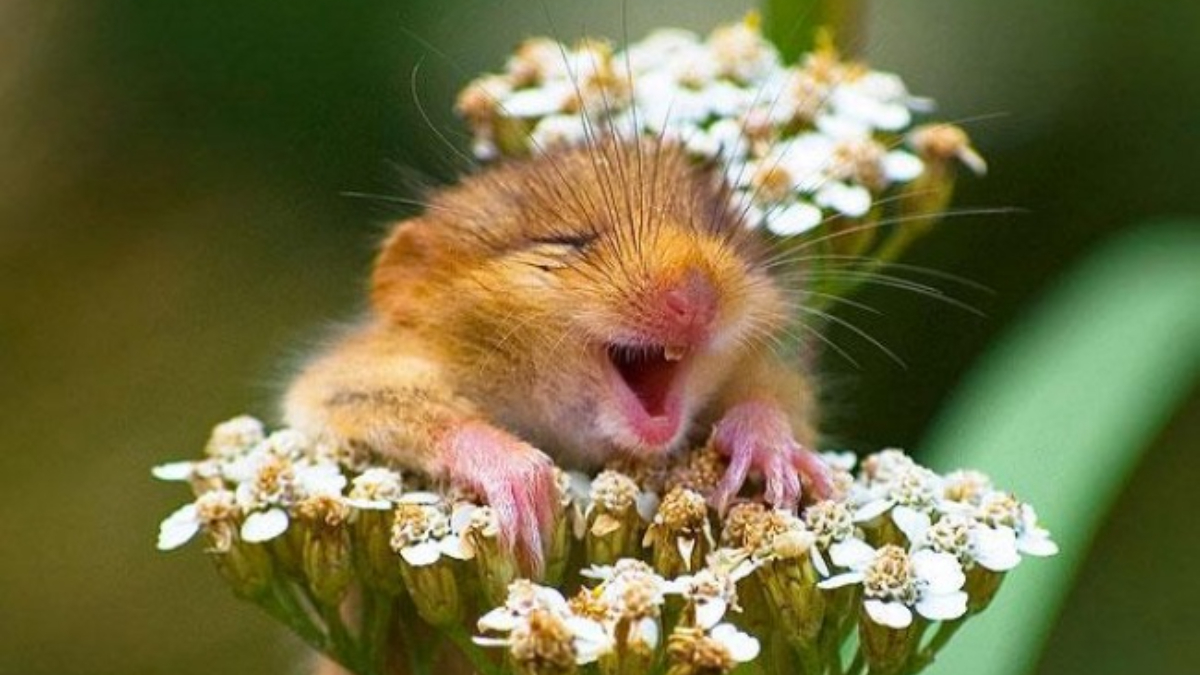 Що інколи так легко допомагає людини вийти зі стану суму та нудьгування?