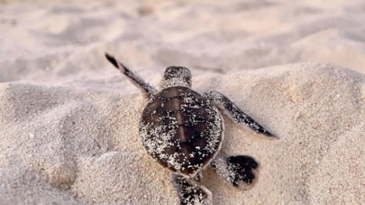Вплив психологічного клімату на обдарованих дітей підліткового віку в умовах воєнного стану