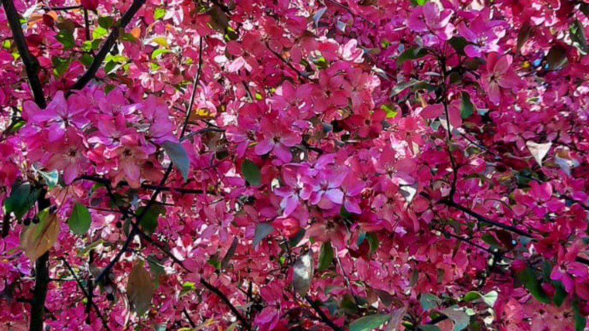 Маніпуляціі  у вихованні