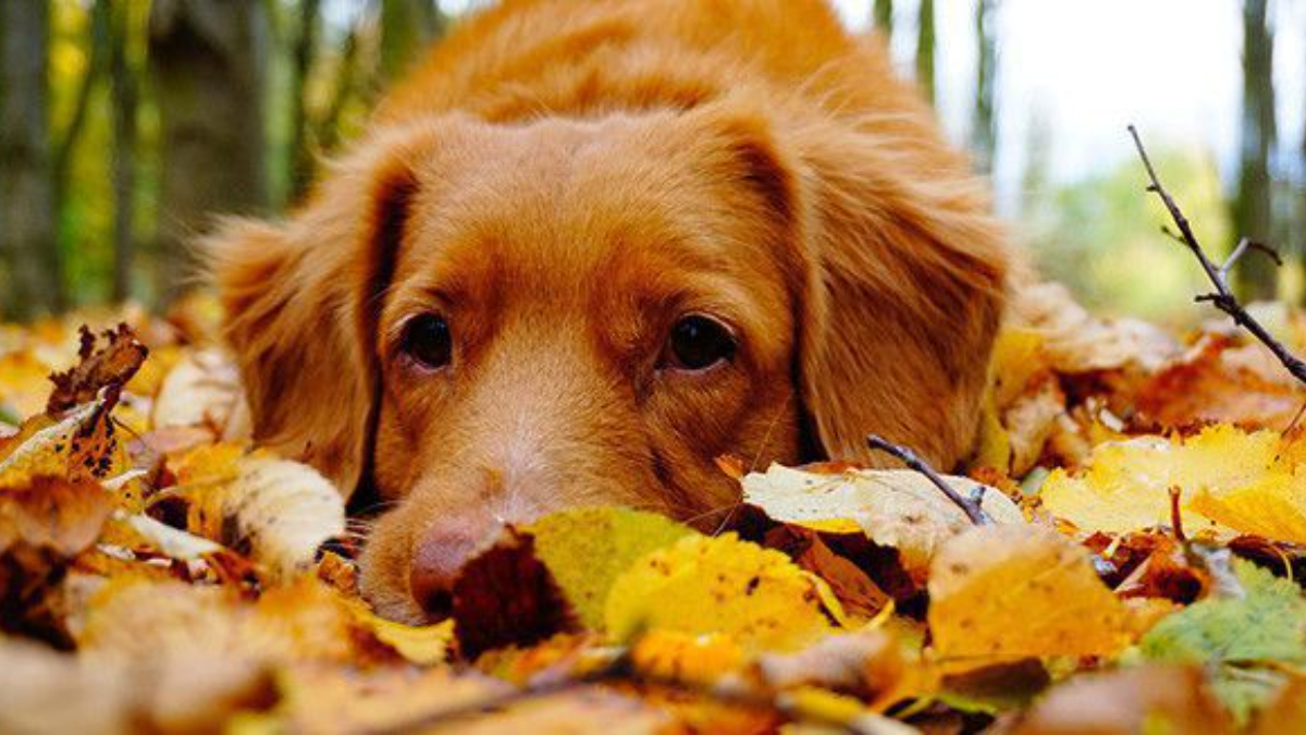 Що відбувається з психікою людини в осінній період?