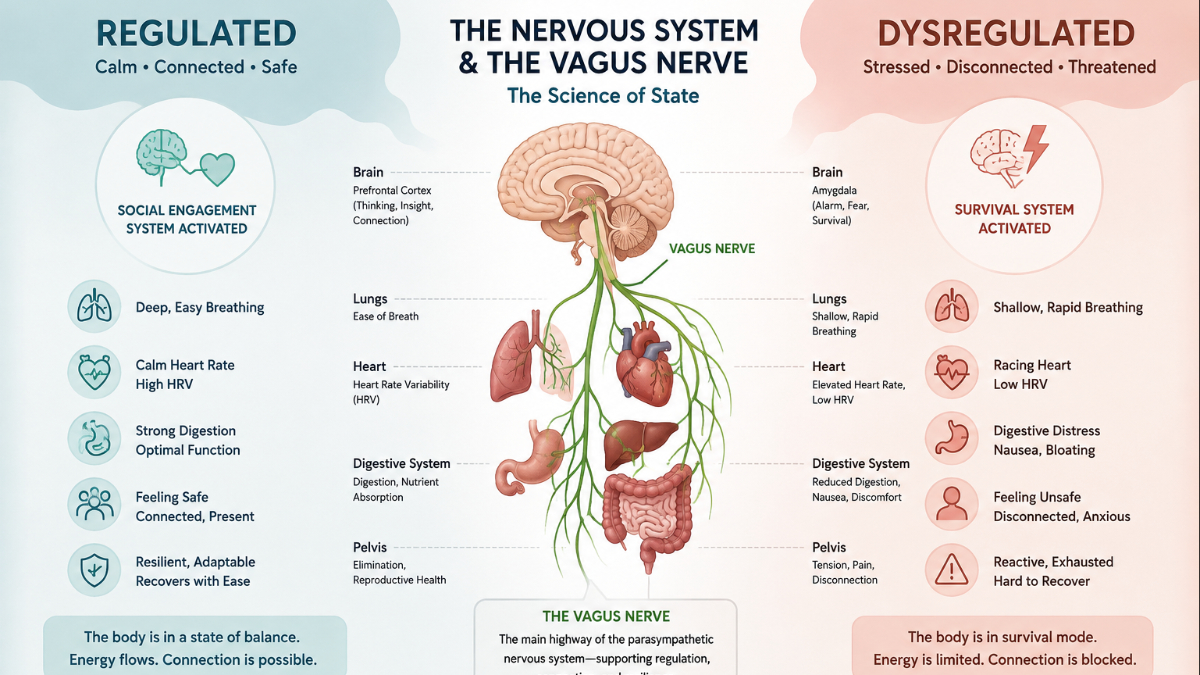 Your Nervous System Doesn't Read Wikipedia: The 2026 Polyvagal Theory Controversy, Explained