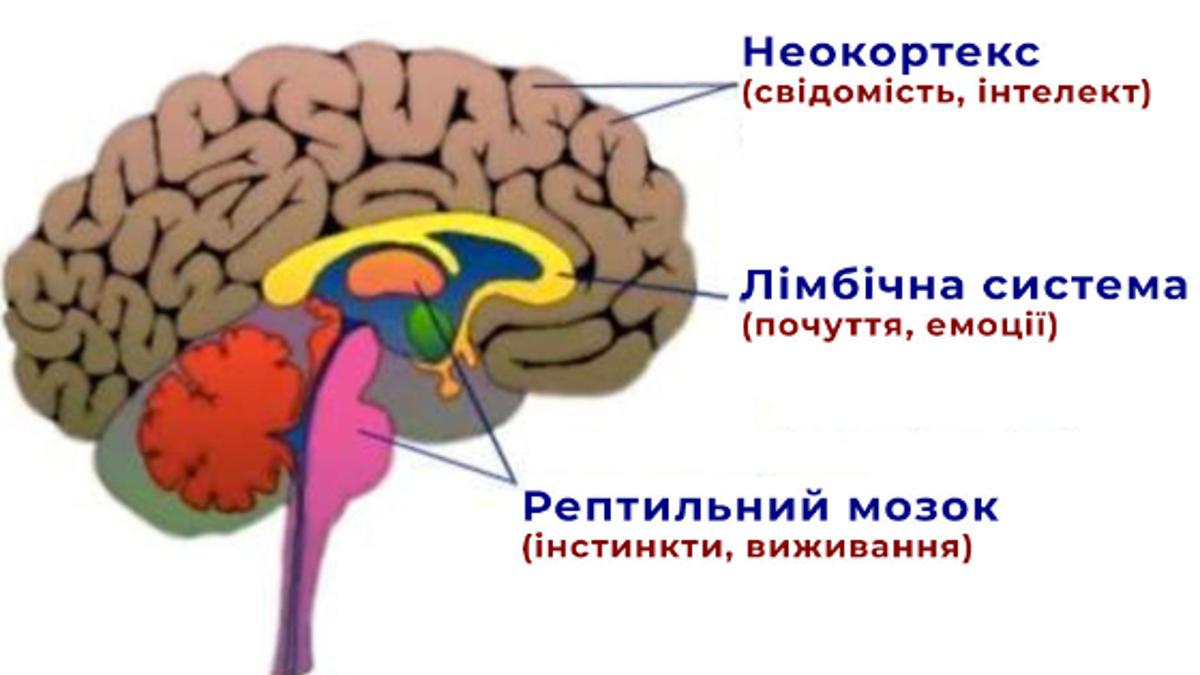Рептильний мозок - чому ми тікаємо, кричимо або завмираємо, коли страшно?
