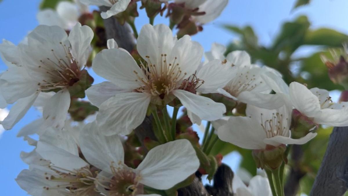 Фокус на природі